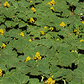 Infestation in Colusa County.