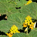 Infestation in Colusa County.