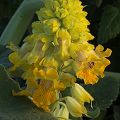 Flowers  in Yolo County.