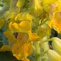 Flowers  in Yolo County.