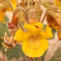 Plant in San Diego County.