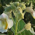 Infestation in Yolo County.