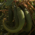 Fruit in Cochise County.