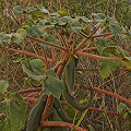 Fruit in Cochise County.