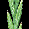Inflorescence.