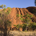 Growing at the base of Uluru, Western Australia.