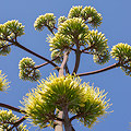 Plant.