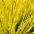 Plant.