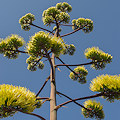 Plant.