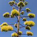 Plant.