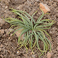 plant.