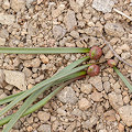 plant.