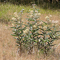 Plant.
