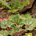 Plant.