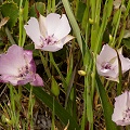 Plant.