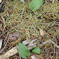 Plant.