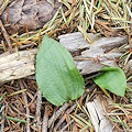 Plant.