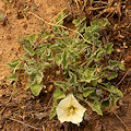 Plant.