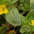 Plant.