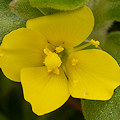 Plant.