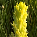 Plant.