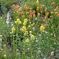 Valley Co., ID.