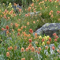 Valley Co., ID.