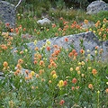 Valley Co., ID.