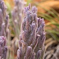 Plant.