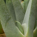 Plant.