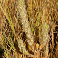 Plant.