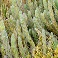 Plant.