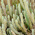 Plant.