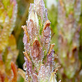 Plant.