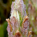 Plant.