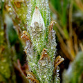 Plant.