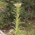 Valley Co., ID.