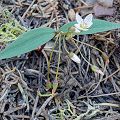 Plant.