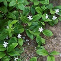 Boundary Co., ID.