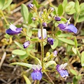 Plant.