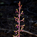 Plant.
