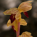 Plant.