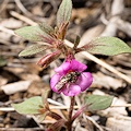 Plant.