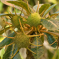 Plant in cultivation.