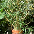 Plant in cultivation.