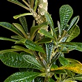 Plant in cultivation.