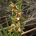 Inyo Co., California.