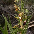 Inyo Co., California.