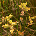 Plant.