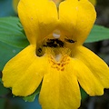 Plant.